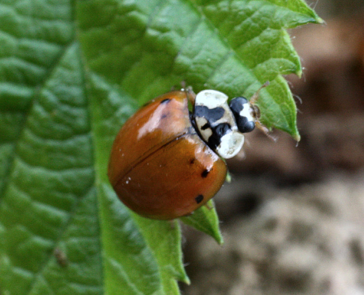 Harmonia axyridis - slavata ?